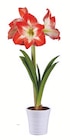 Amaryllis in Keramik für 4,99 € bei Lidl im Angebot Amaryllis in Keramik im aktuellen Lidl Prospekt