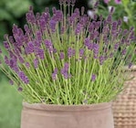Lavendel von  im aktuellen Pflanzen Kölle Prospekt für 19,99 €