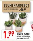 Sukkulenten im Angebot bei Marktkauf in Bottrop Sukkulenten Angebote bei Marktkauf Bottrop für 1,99 €