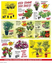 Gartenpflanzen im Repo Prospekt "Aktuelle Angebote" mit 12 Seiten (Cottbus)