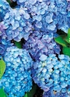 Promo Hortensia à 4,95 € dans le catalogue LaMaison.fr à Trun