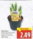 Narzissen im aktuellen E center Prospekt