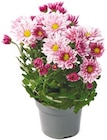 Chrysantheme für 1,79 € bei Netto mit dem Scottie im Angebot Chrysantheme im aktuellen Netto mit dem Scottie Prospekt