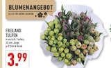 Freiland Tulpen Angebote bei Marktkauf Rheine für 3,99 €