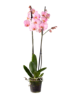 Orchidée 2 tiges couleur - Lidl à Limoges Orchidée 2 tiges couleur en promo chez Lidl Limoges à 12,99 €