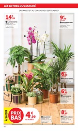 Plantes en promo dans le catalogue Super U à la page 42