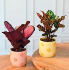 Calathea - Super U à Saint-Nazaire Calathea en promo chez Super U Saint-Nazaire à 8,99 €