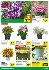 Blumentopf im Hagebaumarkt Prospekt in Salzgitter Aktueller Hagebaumarkt Prospekt mit Blumentopf, "Sonnenstrom tanken? SO günstig geht das!", Seite 2