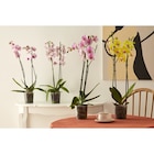 Orchidée Phalaenopsis - Carrefour Market à Caen Orchidée Phalaenopsis en promo chez Carrefour Market Caen à 5,99 €