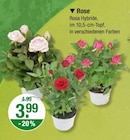 Rose bei V-Markt im Füssen Prospekt für 3,99 €