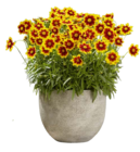 Sommerstauden im Angebot bei Hagebaumarkt in Germering Sommerstauden Angebote bei Hagebaumarkt Germering für 3,99 €