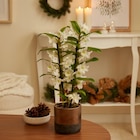 Dendrobium à Carrefour dans Vénosc