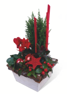 Weihnachtsarrangement bei toom Baumarkt in Cuxhaven Weihnachtsarrangement im Angebot bei toom Baumarkt Cuxhaven für 12,99 €