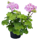 OBI Zehdenick - Geranie (Pelargonium) Angebot im Prospekt Geranie (Pelargonium) bei OBI im Zehdenick Prospekt für 2,49 €