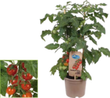 Naschgemüse Pick & Joy im aktuellen Globus-Baumarkt Prospekt