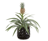 Ananas en pot céramique dans le catalogue Lidl