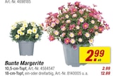 Bunte Margerite bei toom Baumarkt im Oldenburg Prospekt für 2,99 €