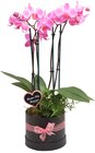 Promo Composition florale Phalaenopsis à 24,99 € dans le catalogue Cora ""
