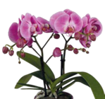 Aktuelles Kompakte Schmetterlingsorchidee Angebot bei Pflanzen Kölle in Nürnberg ab 27,99 €