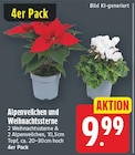 Alpenveilchen und Weihnachtssterne für 9,99 € bei E center im Angebot Alpenveilchen und Weihnachtssterne im aktuellen E center Prospekt