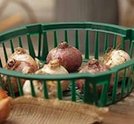 BLUMENZWIEBEL-SCHALEN Angebote bei Dehner Garten-Center Offenbach für 3,79 €