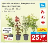 Japanischer Ahorn, Acer palmatum für 25,99 € bei Netto Marken-Discount im Angebot Japanischer Ahorn, Acer palmatum im aktuellen Netto Marken-Discount Prospekt
