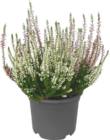 Bruyère persistante - GARDENLINE dans le catalogue Aldi