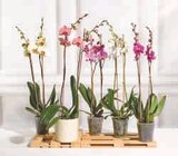 Orchidée 2 tiges en promo chez U Express Saint-Étienne à 12,99 €