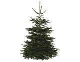 Sapin de Noël Nordmann 210-240 cm + bûche en promo chez Brico Dépôt Sapin de Noël Nordmann 210-240 cm + bûche dans le catalogue Brico Dépôt