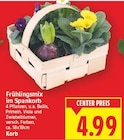 Frühlingsmix im Spankorb von  im aktuellen E center Prospekt für 4,99 €