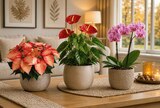 Aktuelle Zimmerpflanzen Angebote bei Netto Marken-Discount in Wuppertal Aktuelles Flamingoblume Angebot bei Netto Marken-Discount in Wuppertal ab 5,99 €