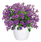 Glockenblume Angebote bei toom Baumarkt Ettlingen für 2,99 €