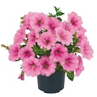 Großblumige Petunie für 2,49 € bei Netto mit dem Scottie im Angebot Großblumige Petunie im aktuellen Netto mit dem Scottie Prospekt