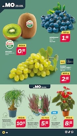 Aktueller Netto mit dem Scottie Prospekt mit Kiwi, "Günstig. Besser. Für Dich.", Seite 2