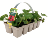 Angebot im toom Baumarkt Krailling Prospekt toom Baumarkt Krailling Prospekt mit im Angebot für 1,69 €