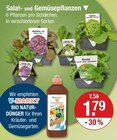 Salat- und Gemüsepflanzen von  im aktuellen V-Markt Prospekt für 1,79 €