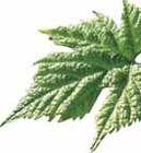 Grau Burgunder im Angebot bei EDEKA in Stade Grau Burgunder Angebote von 1112 bei EDEKA Stade für 4,79 €