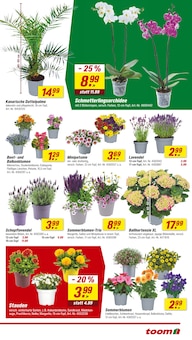 Hortensie im aktuellen toom Baumarkt Prospekt (Moers) Hortensie im toom Baumarkt Prospekt "Respekt, wer's selber macht." mit 16 Seiten (Moers)