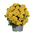 Aktuelle Blumen Angebote bei toom Baumarkt in Oberhausen Aktuelles Chrysanthemen Angebot bei toom Baumarkt in Oberhausen ab 1,79 €