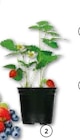 Gartenerdbeere für 1,49 € bei Hellweg im Angebot Gartenerdbeere im aktuellen Hellweg Prospekt