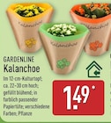 Kalanchoe von Gardenline im aktuellen ALDI Nord Prospekt