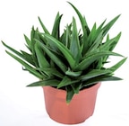 Succulente ou cactus de Noël "Schlumbergera" en promo chez Lidl Succulente ou cactus de Noël "Schlumbergera" dans le catalogue Lidl