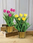 Tulipe dans le catalogue Super U