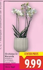 Aktuelles Orchidee in Keramik Angebot bei E center in Berlin ab 9,99 €
