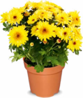 Chrysantheme Angebote bei Netto Marken-Discount Singen für 2,49 €
