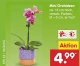 Mini Orchideen im Angebot bei Netto Marken-Discount in Hamburg Mini Orchideen Angebote bei Netto Marken-Discount Hamburg für 4,99 €