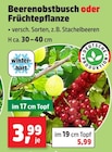 Beerenobstbusch oder Früchtepflanze bei Thomas Philipps im Prospekt "" für 3,99 €
