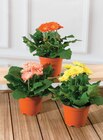 Gerbera Sundays - U Express à Limoges Gerbera Sundays en promo chez U Express Limoges à 3,99 €