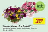 Sommerblumen Trio Confetti Angebote bei toom Baumarkt Herford für 3,99 €