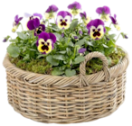 Aktuelles Stiefmütterchen oder Hornveilchen Angebot bei Thomas Philipps in Braunschweig ab 0,69 €